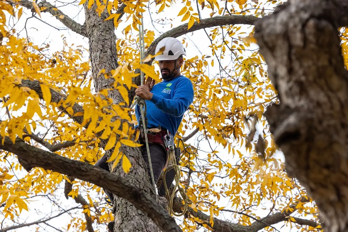 Skilled Tree Planting crew working in Page